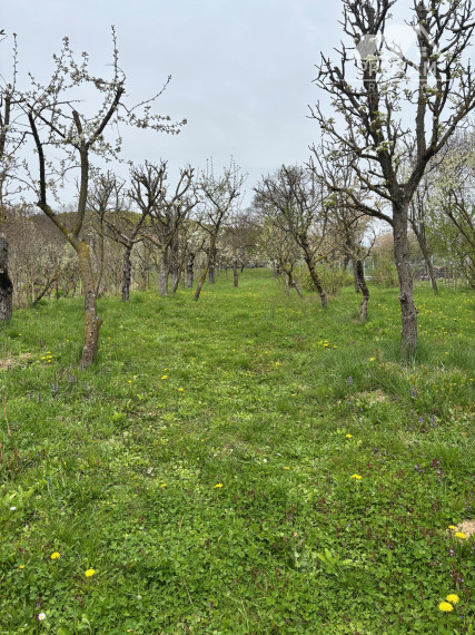 Dom s veľkorysým pozemkom a vlastným ovocným sadom